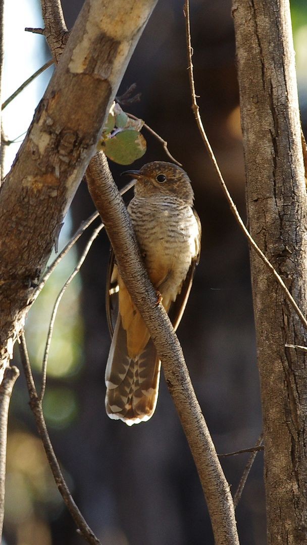 Sahul Brush Cuckoo - ML645882585