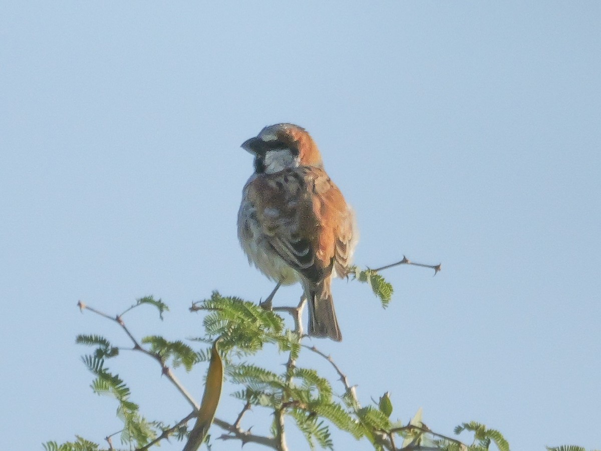 オオスズメ - ML645882586