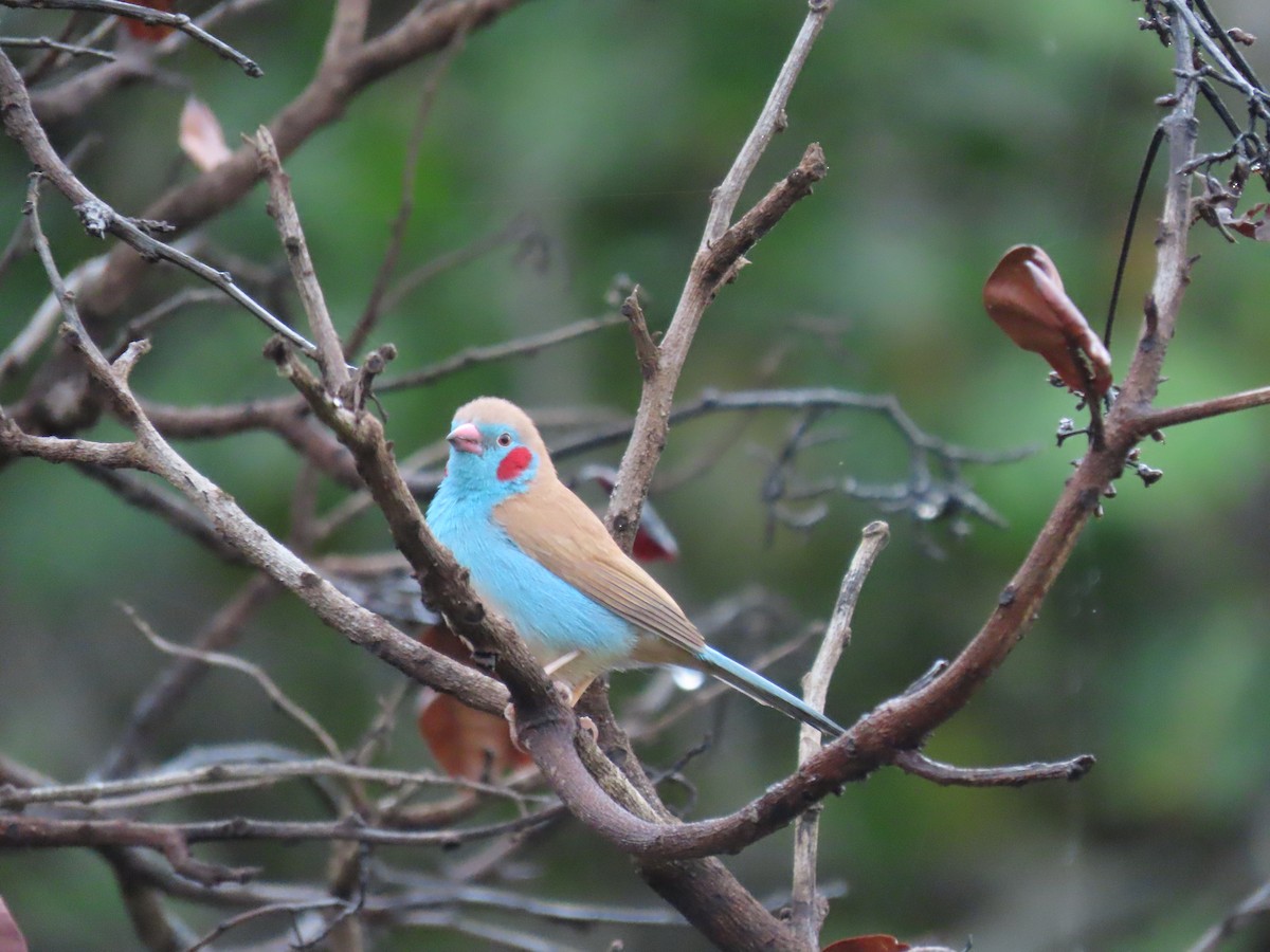 motýlek rudouchý - ML645882590