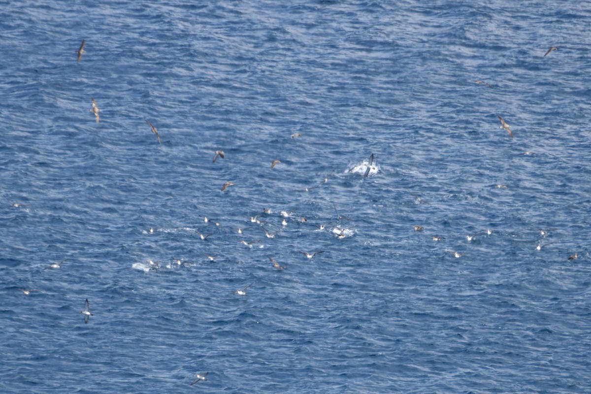 Scopoli's Shearwater - ML645882593