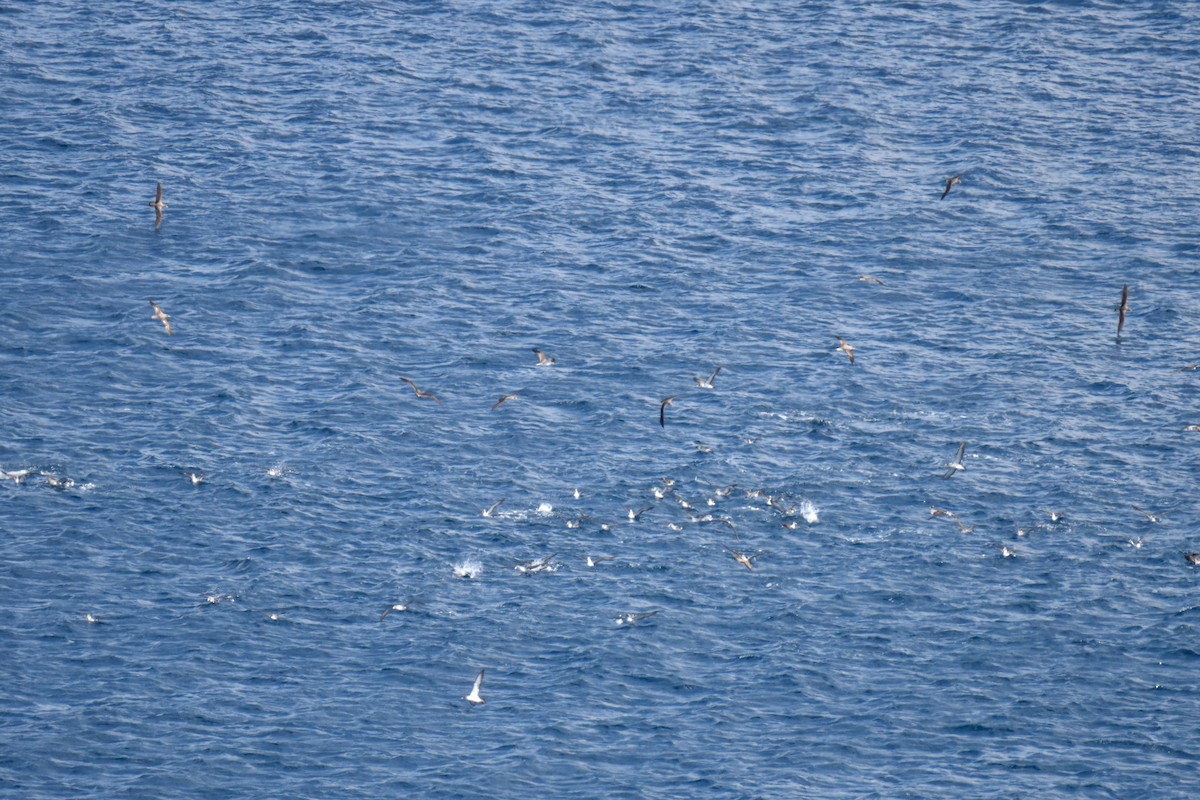 Scopoli's Shearwater - ML645882594