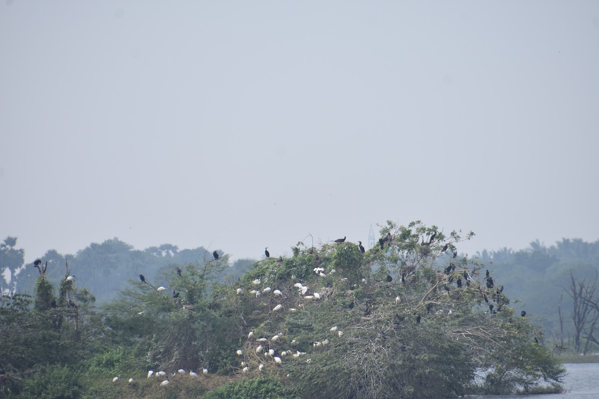 Schwarzkopfibis - ML645882595