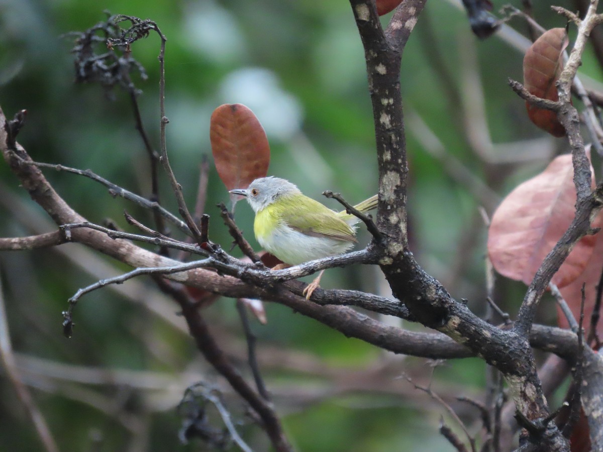 Yellow-breasted Apalis - ML645882597