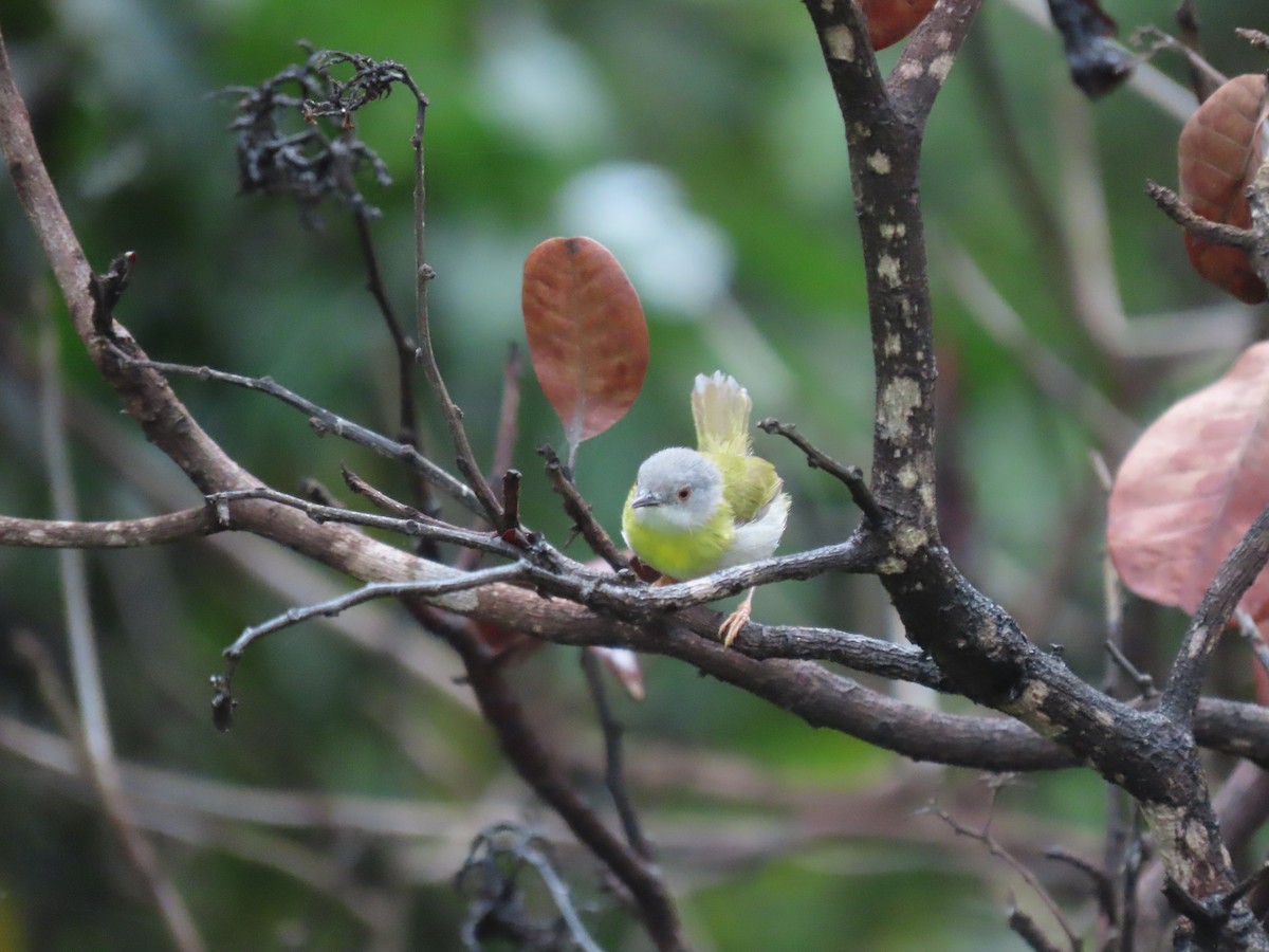 Yellow-breasted Apalis - ML645882599