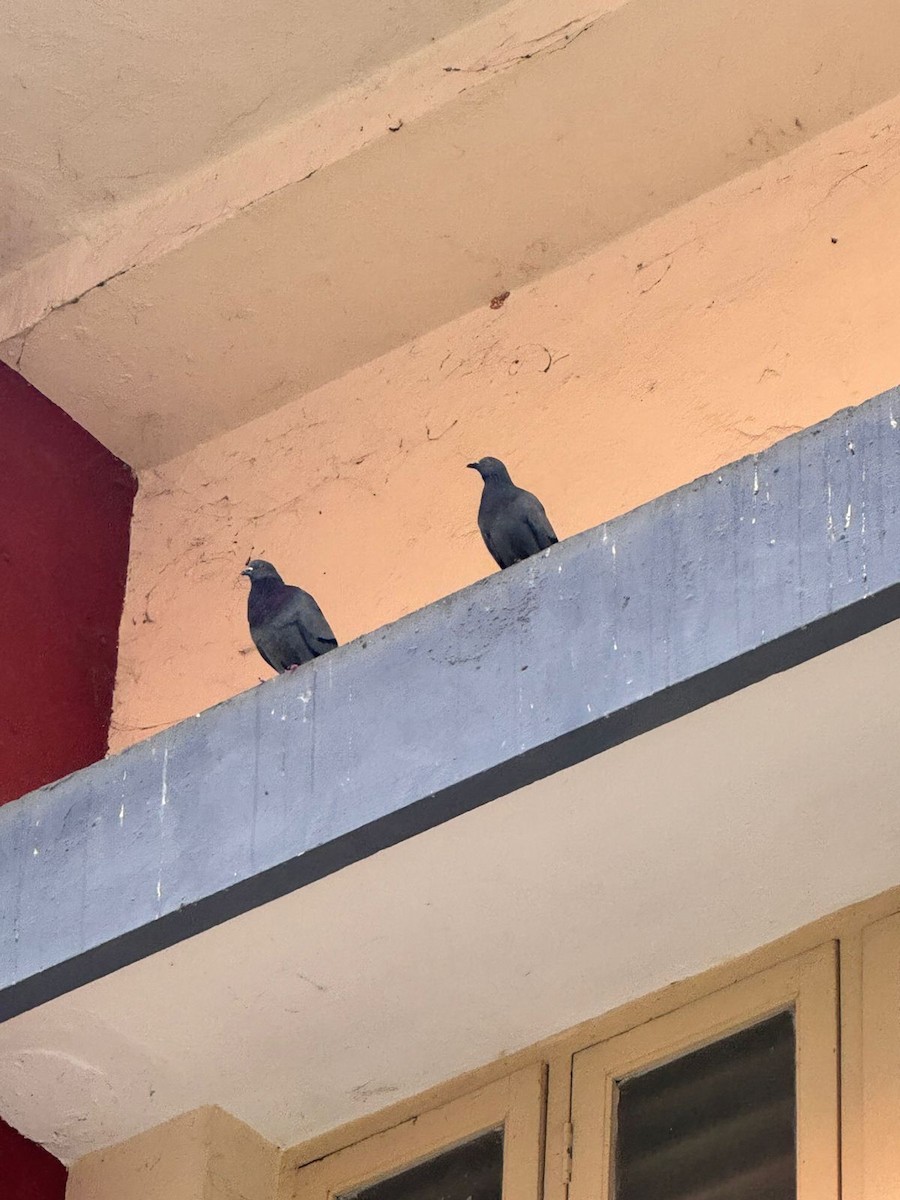 Piccione domestico - ML645882601