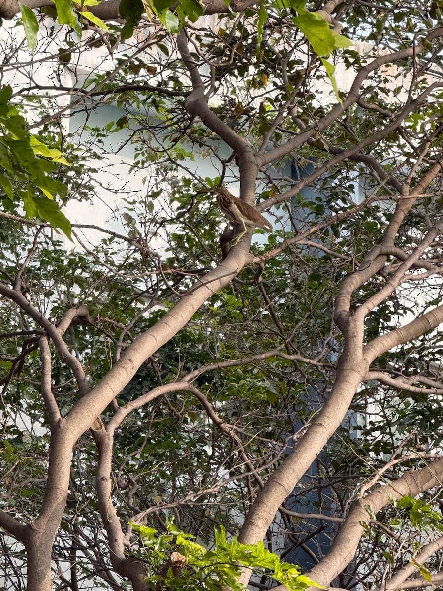 Indian Pond-Heron - ML645882602