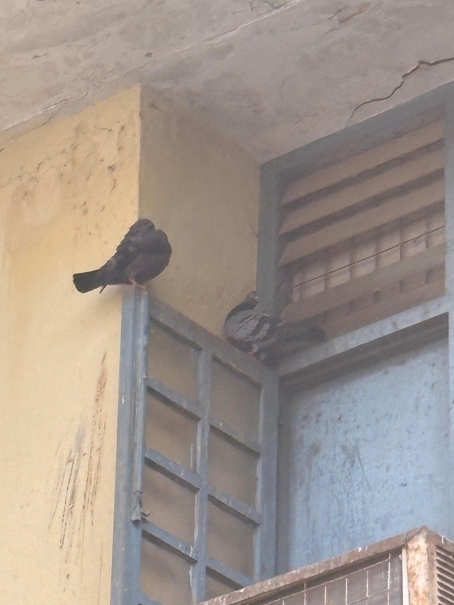 Piccione domestico - ML645882603