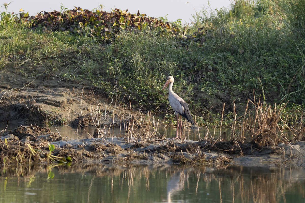 Silberklaffschnabel - ML645882604