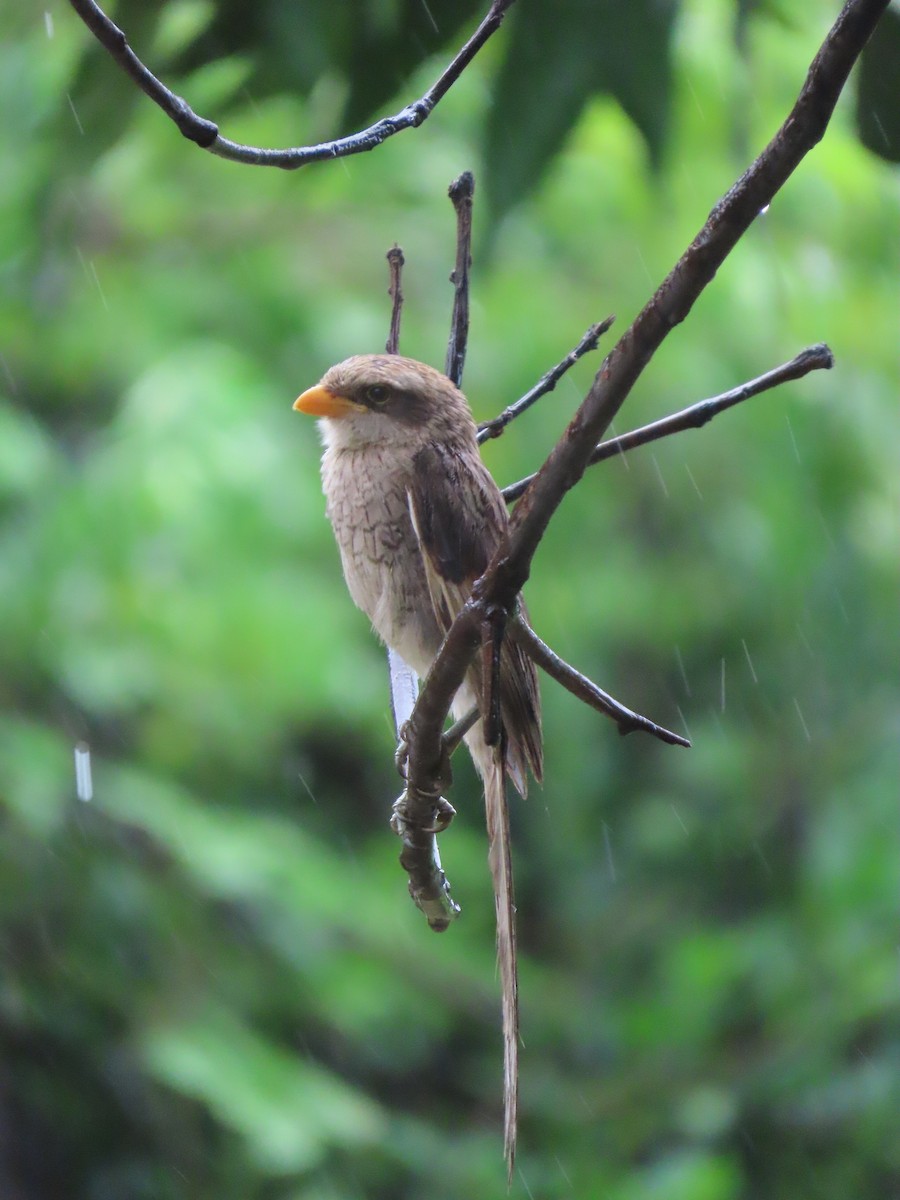 Gelbschnabelwürger - ML645882607