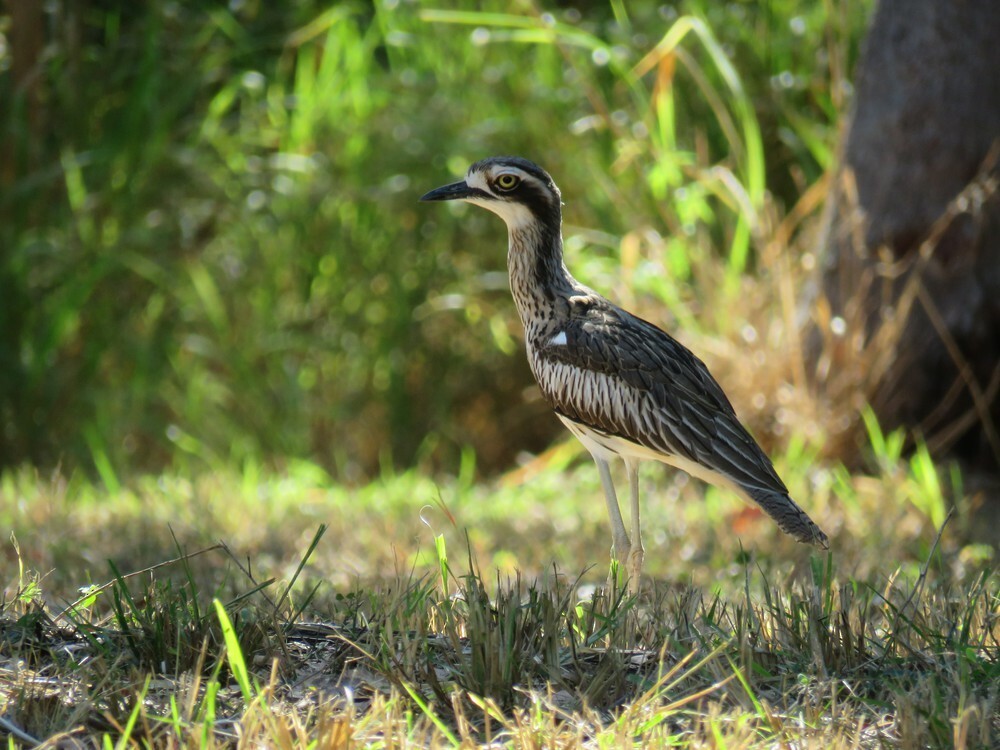 Langschwanztriel - ML645882609