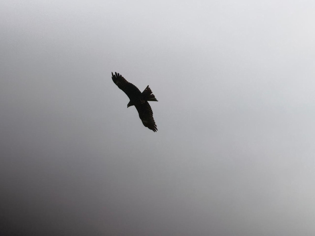 Schwarzmilan - ML645882610