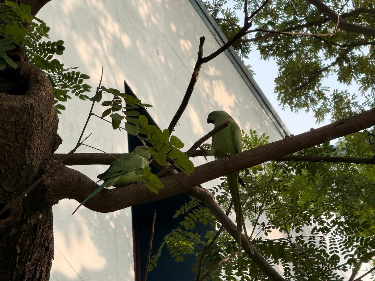 Sittich, unbestimmt - ML645882611