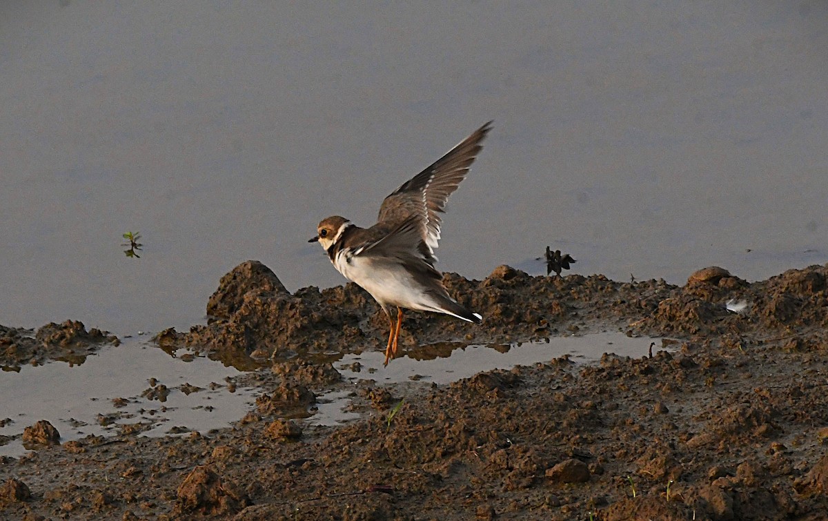 Flussregenpfeifer - ML645882612