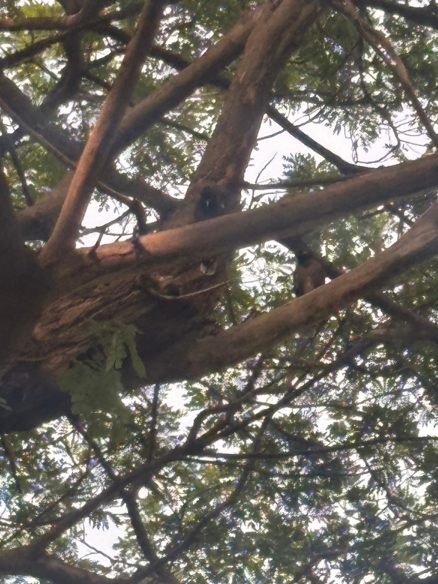 Buntstorch - ML645882613