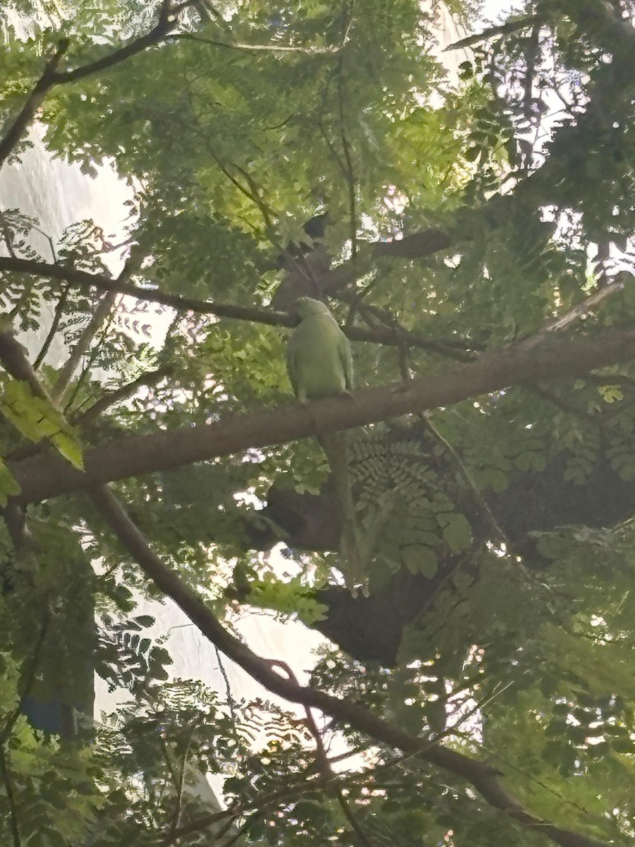 Halsbandsittich - ML645882614