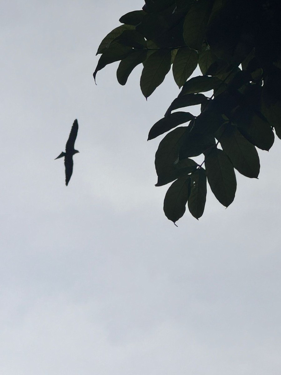 Gleitaar - ML645882615