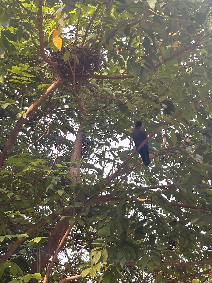 Glanzkrähe - ML645882616