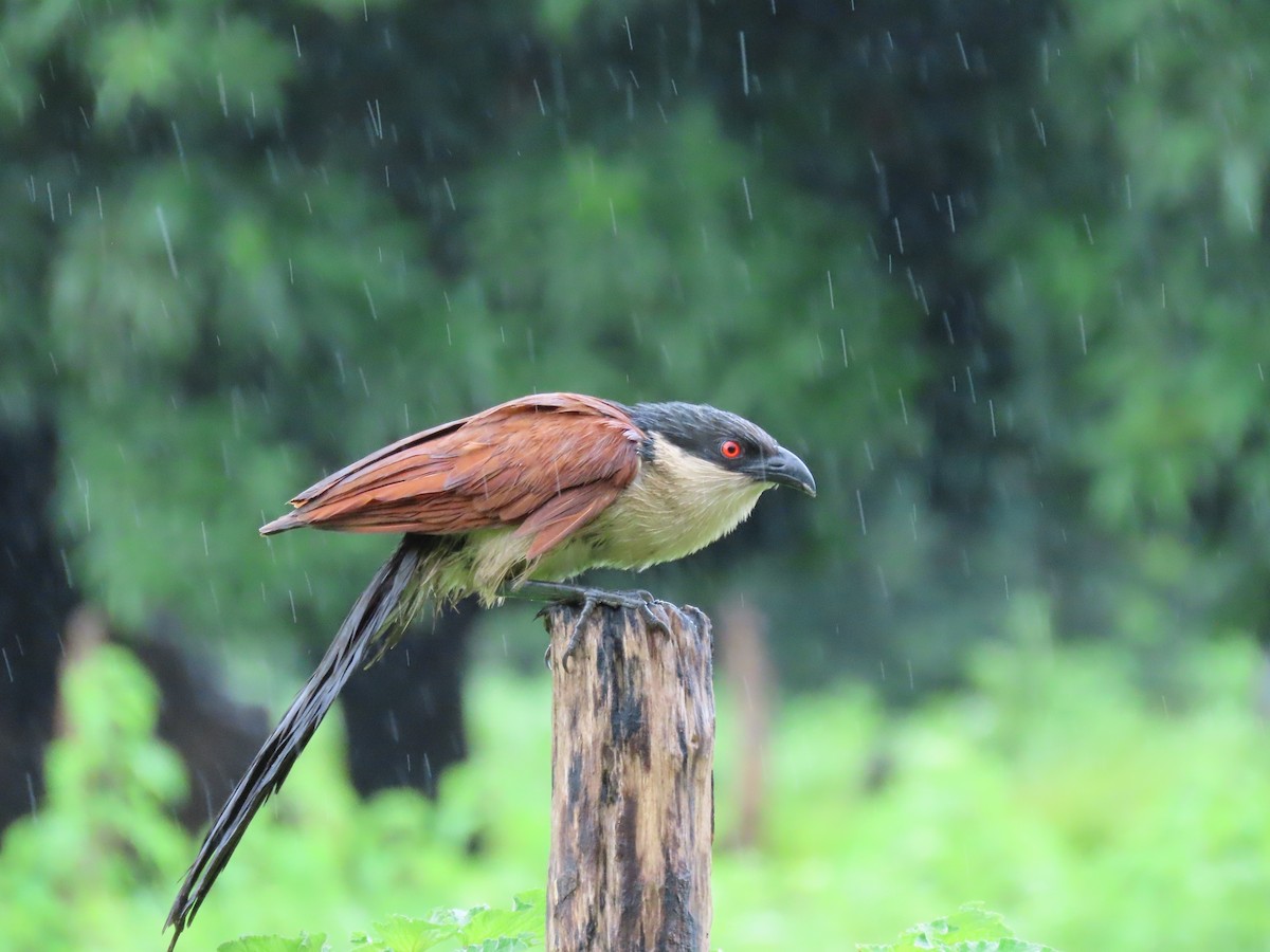 Spornkuckuck - ML645882618