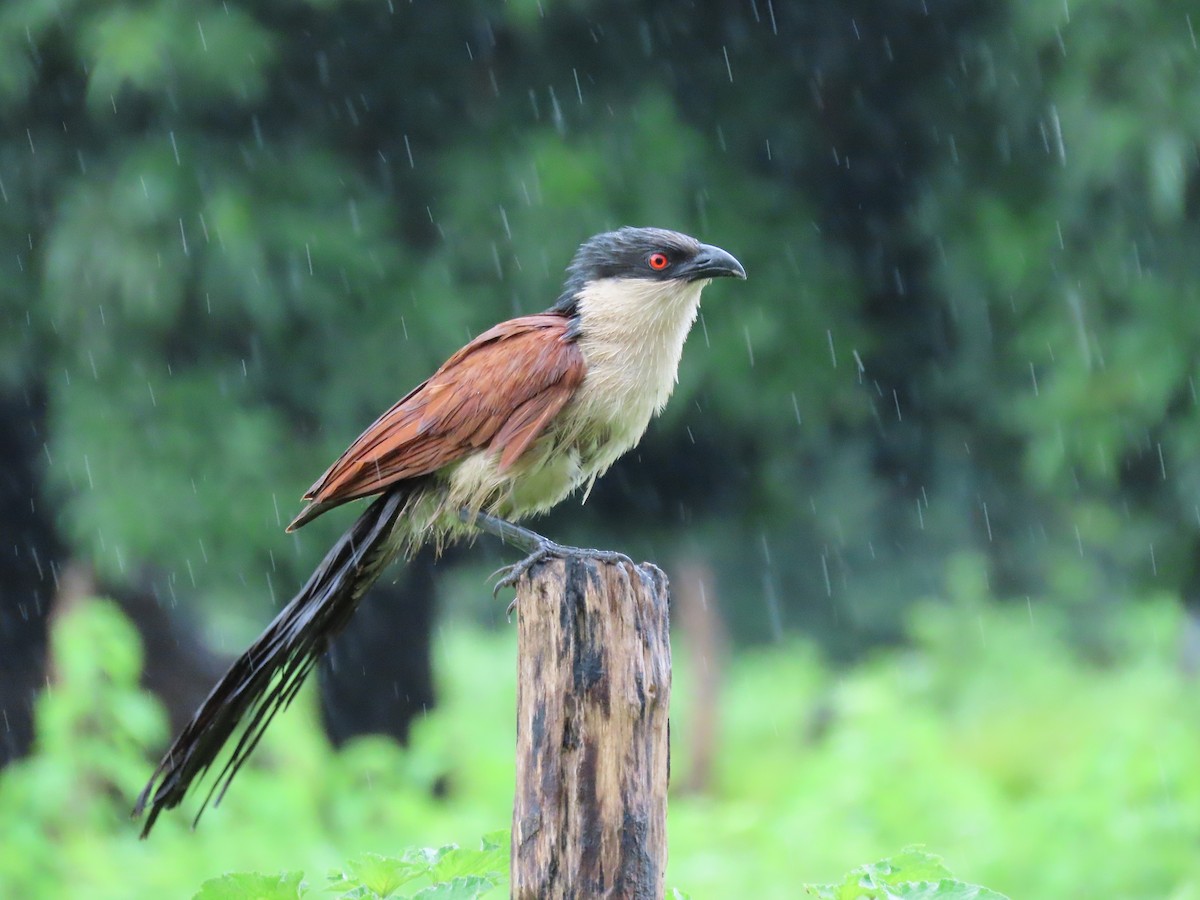 Spornkuckuck - ML645882619