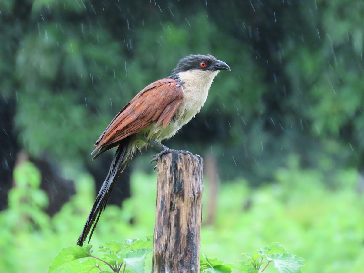 Spornkuckuck - ML645882620