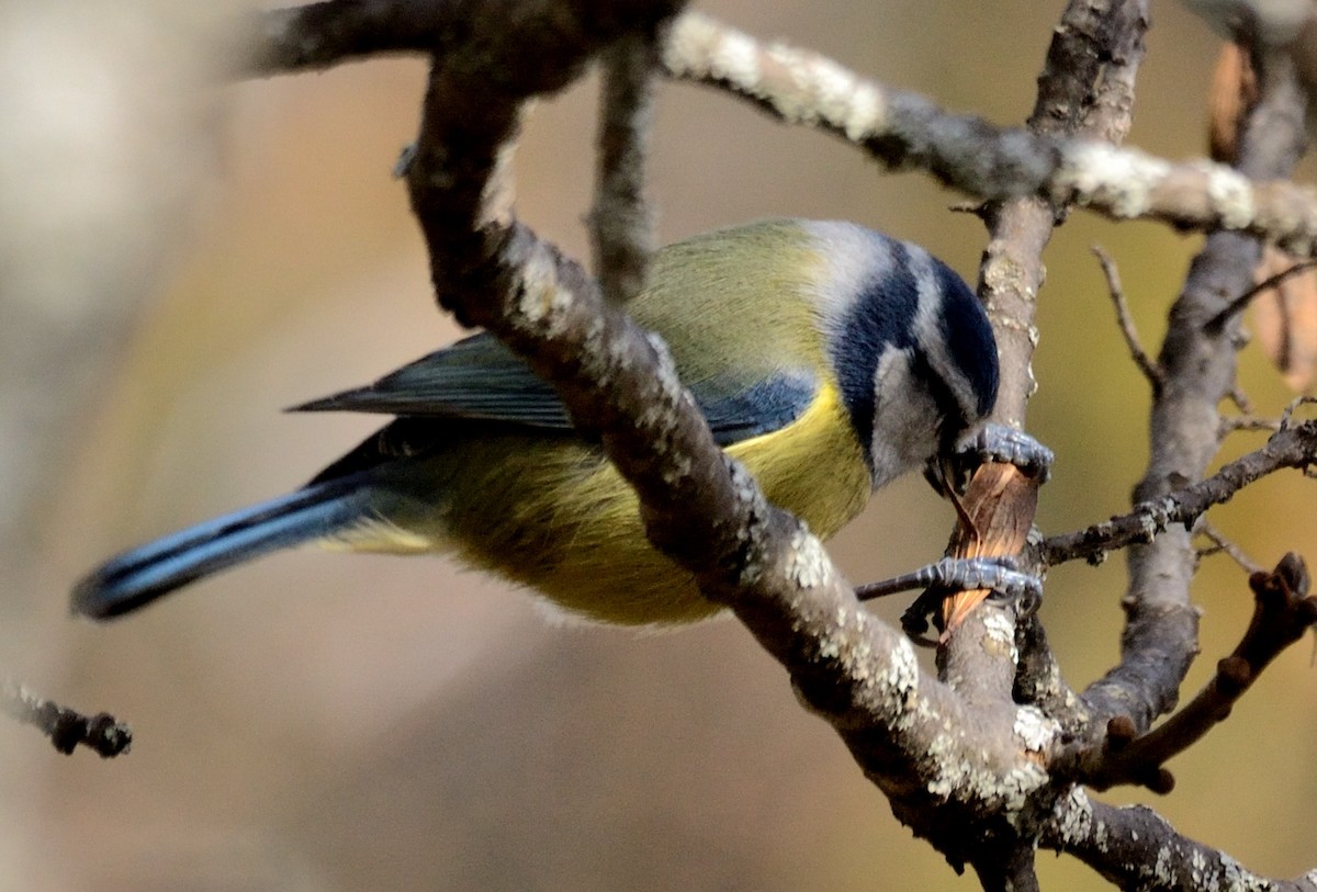 Blaumeise - ML645882621