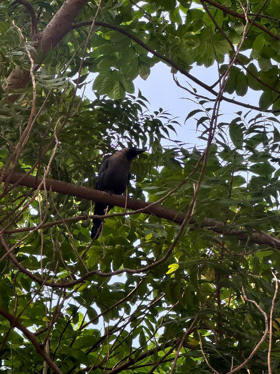 Glanzkrähe - ML645882623