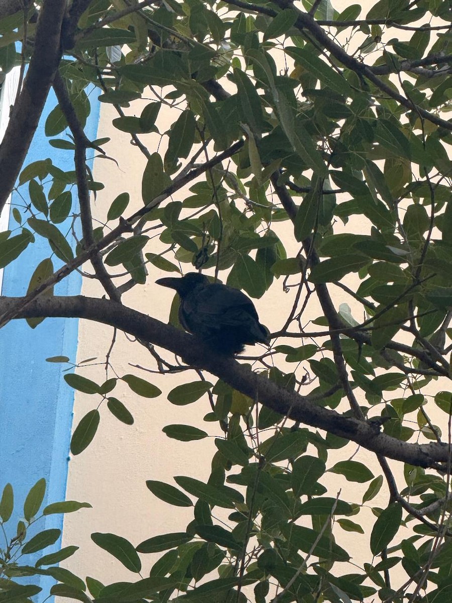 Dschungelkrähe - ML645882625