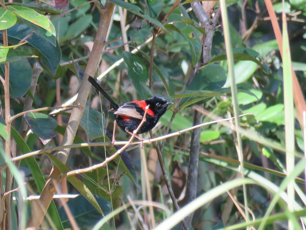 Rotrücken-Staffelschwanz - ML645882626