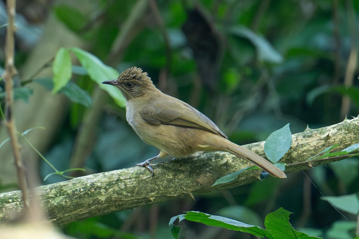 Strichelwangenbülbül - ML645882629