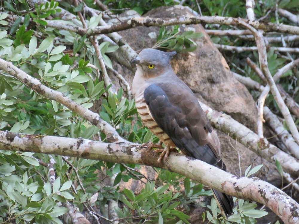 Papuaweih - ML645882630