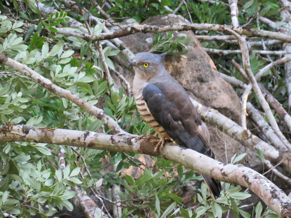 Papuaweih - ML645882631