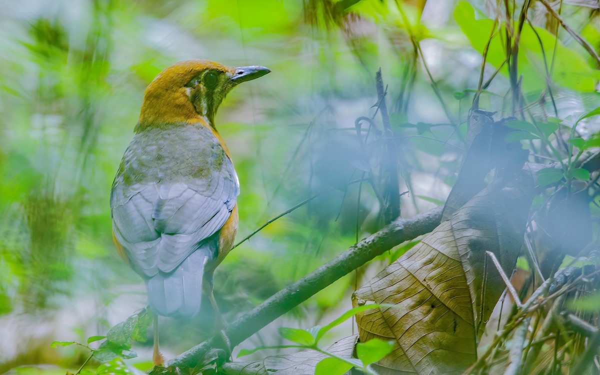 Damadrossel - ML645882632