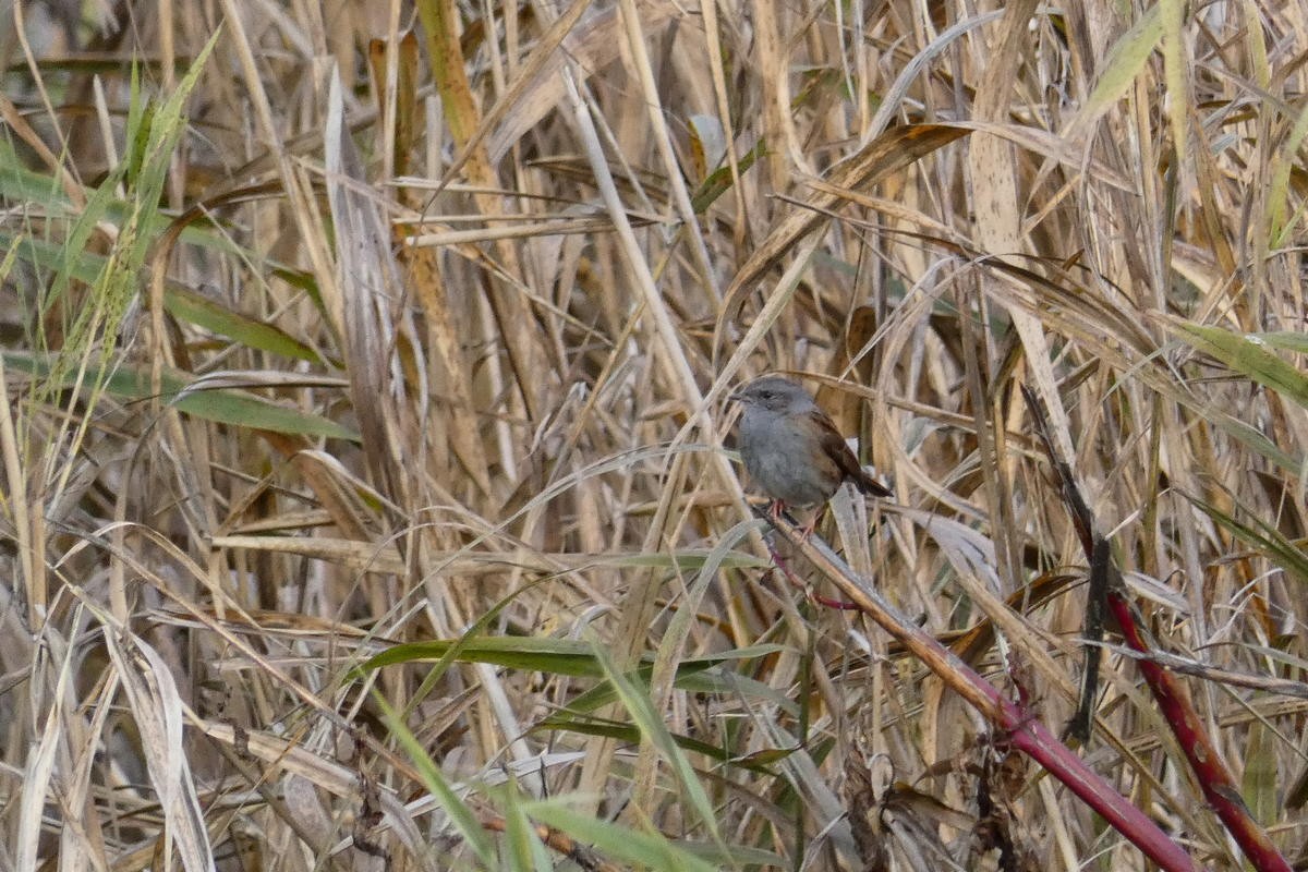 Heckenbraunelle - ML645882633