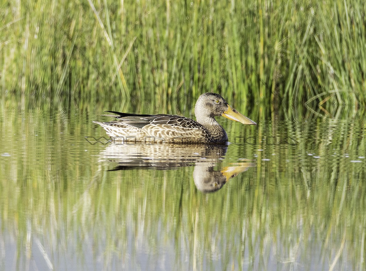 Löffelente - ML645882634