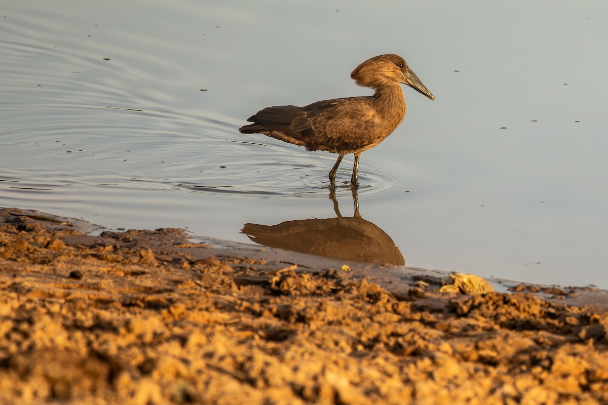 Hammerkopf - ML645882635