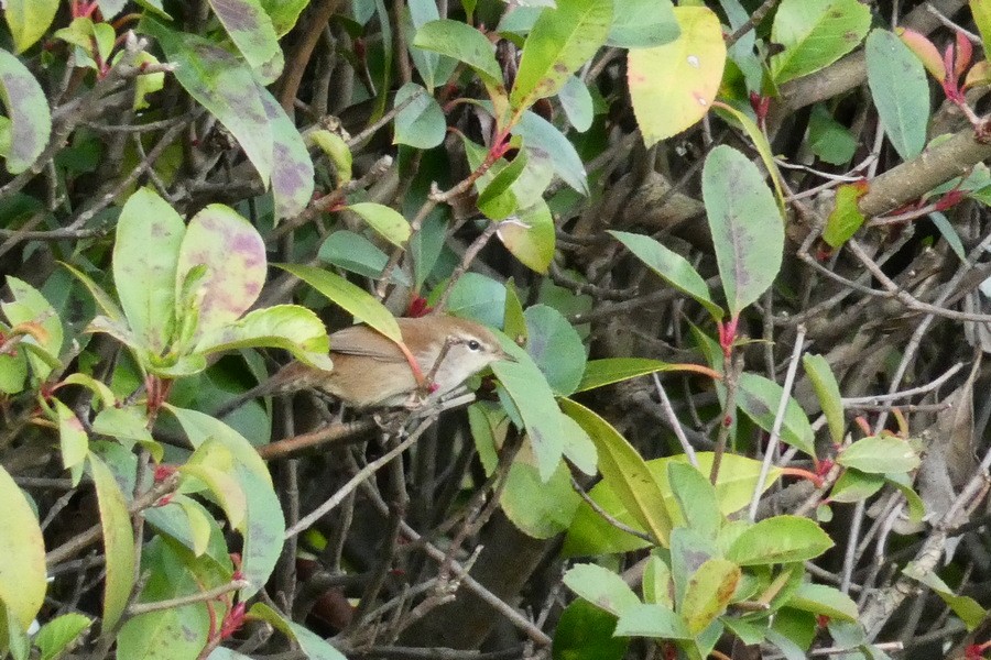 Seidensänger - ML645882637