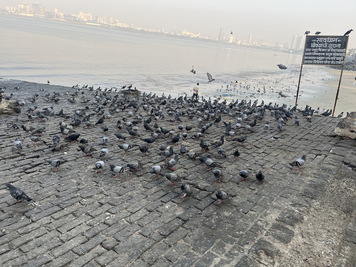 Felsentaube (Straßentaube) - ML645882639