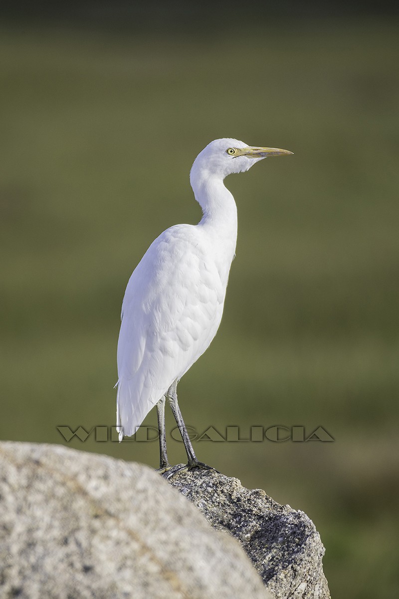 Kuhreiher - ML645882640