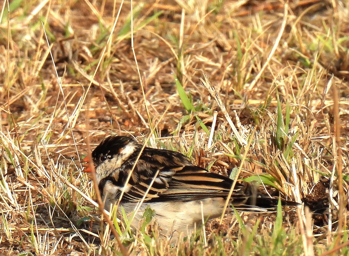 Dominikanerwitwe - ML645882641