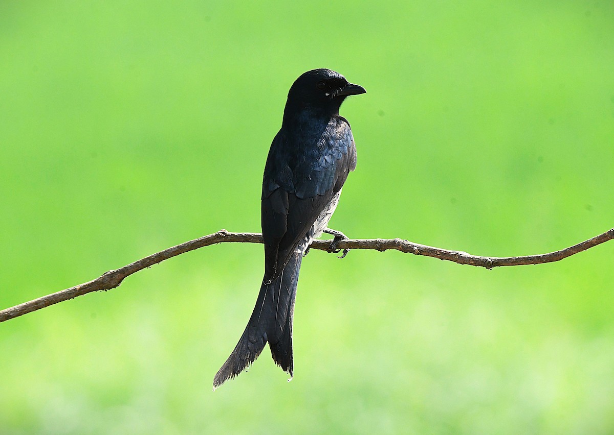 Königsdrongo - ML645882642