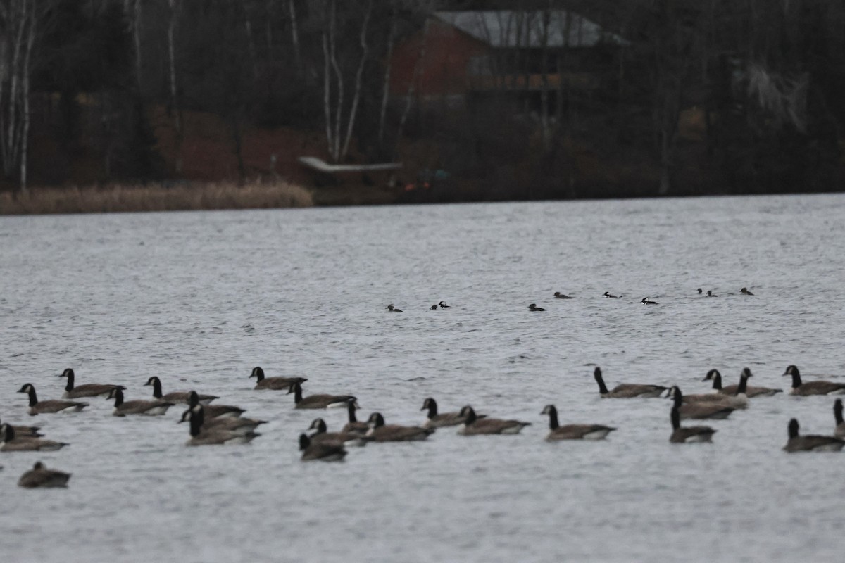 Barnacla Canadiense Grande - ML645882645