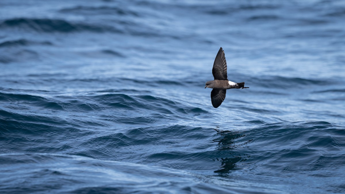 Wilson's Storm-Petrel - ML645882646