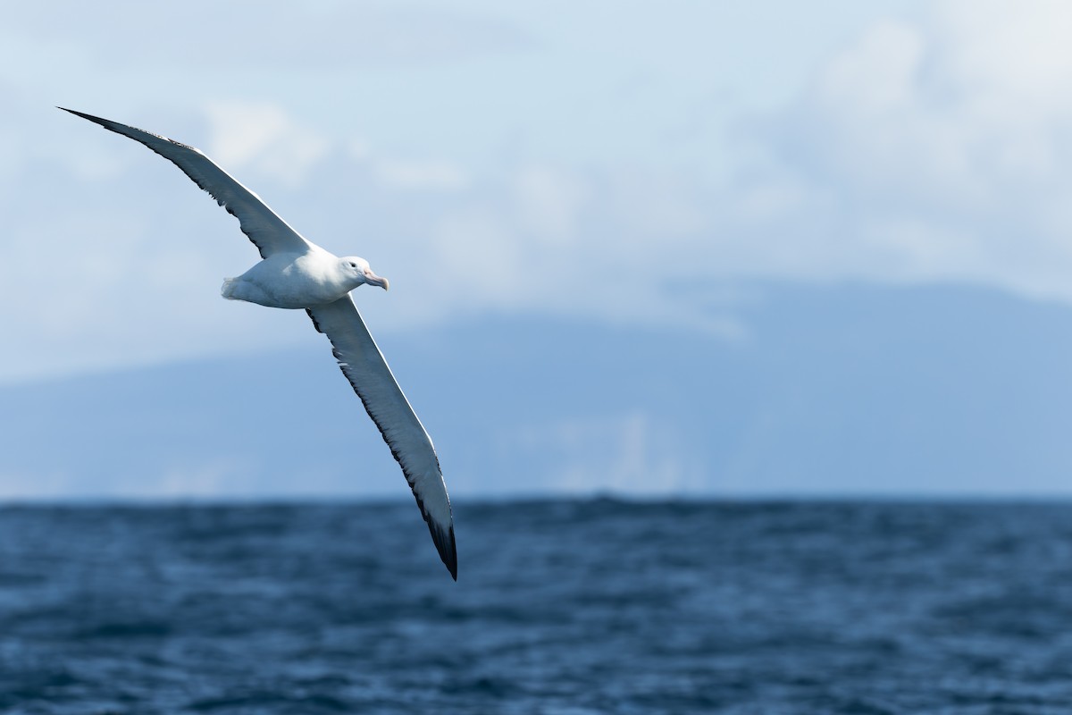 Southern Royal Albatross - ML645882649