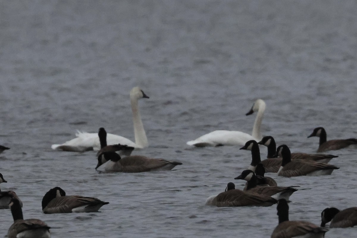 Trumpeter Swan - ML645882653