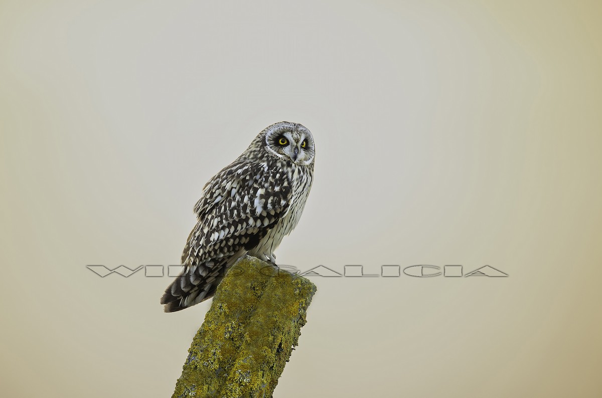 kalous pustovka - ML645882655