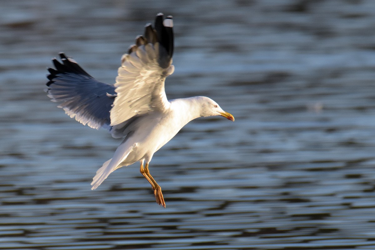 Yellow-legged Gull - ML645882656