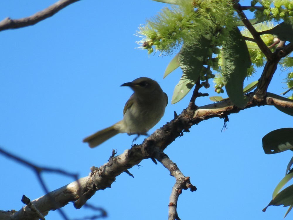 Brown Honeyeater - ML645882658