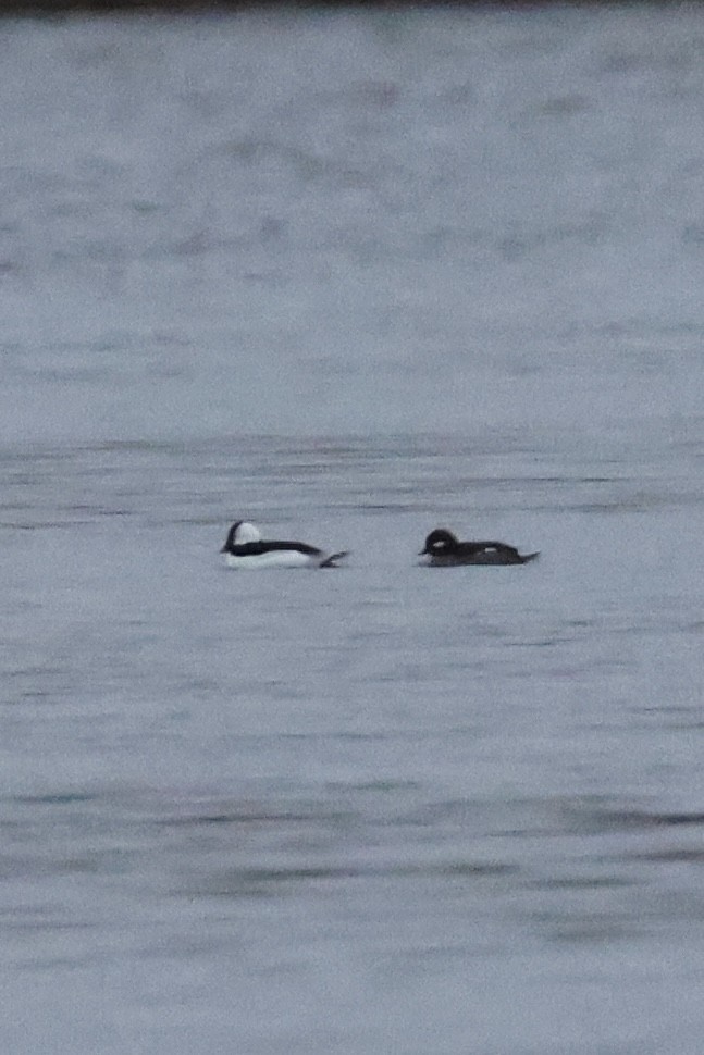 Bufflehead - ML645882660