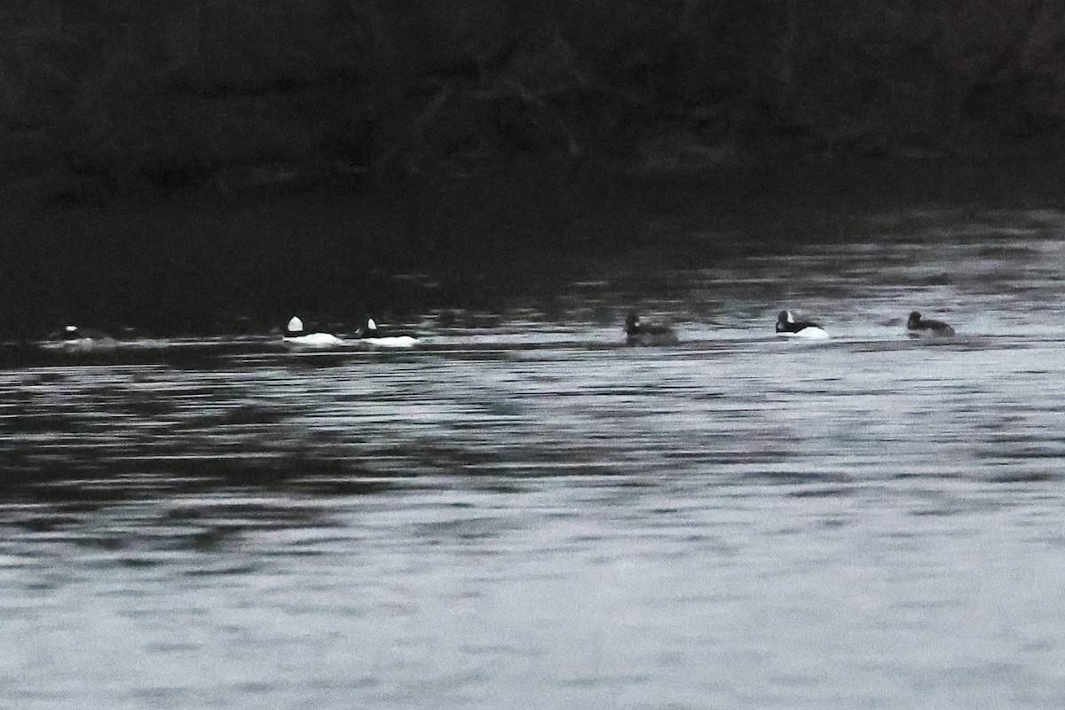 Bufflehead - ML645882661
