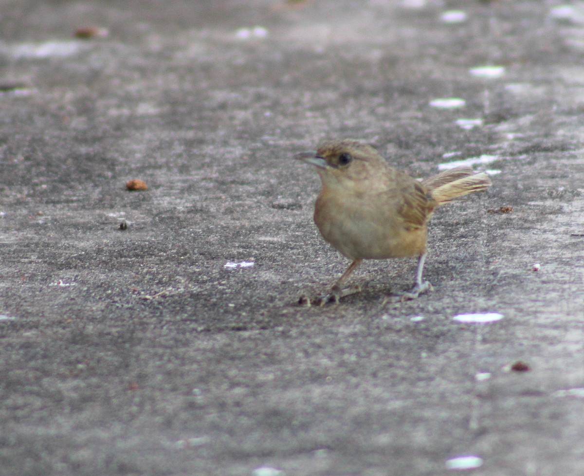 Plain Thornbird - ML645882664